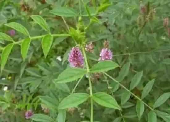 生长环境|甘草的生长环境及生长地方条件