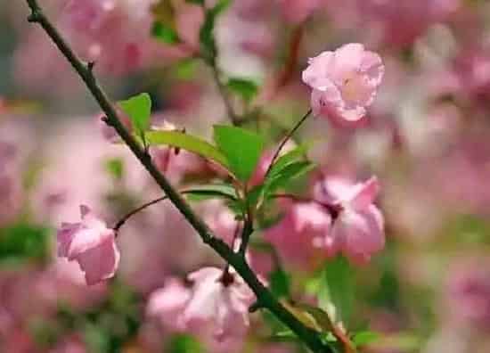 养殖科普|海棠花好养吗 养殖方法和养护要点