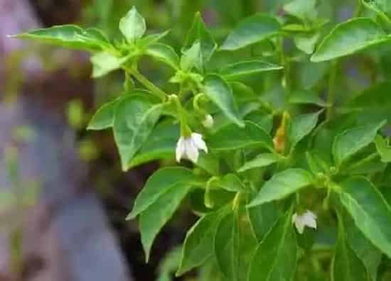 植物百科|辣椒会开花吗 属于开花植物