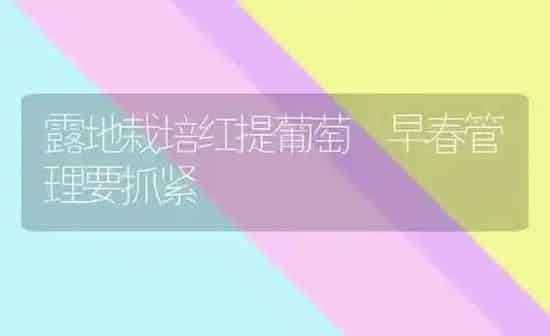 露地栽培红提葡萄 早春管理要抓紧 | 瓜果种植