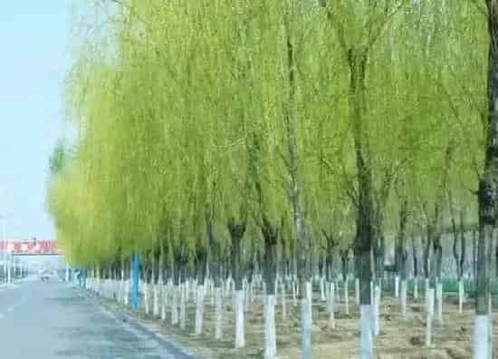 绿植|墓地适合种什么植物
