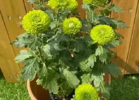 植物寓意|绿色菊花代表什么象征意义