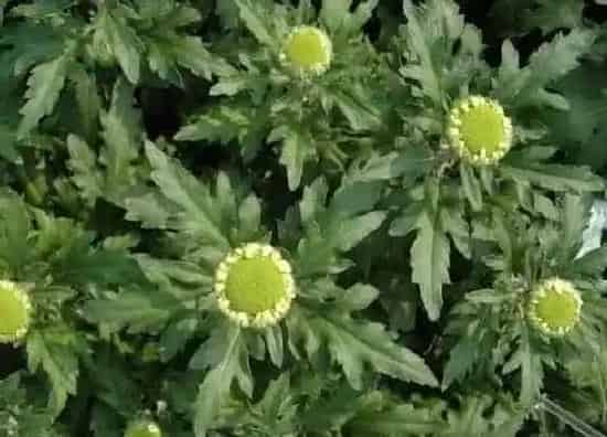 植物寓意|绿色菊花代表什么象征意义