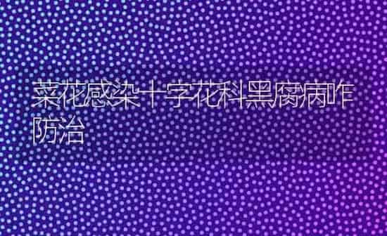 菜花感染十字花科黑腐病咋防治 | 蔬菜种植