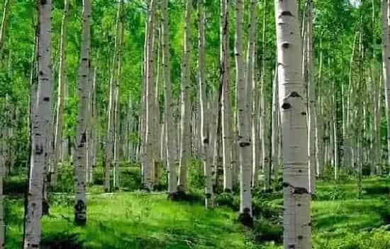 植物病害|杨树黄叶病用什么药效果好 病因及防治方法