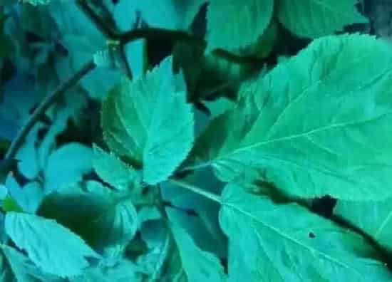 植物产地|西洋参哪里产的最好