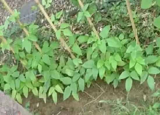 种植管理|长豆角生长期多长时间