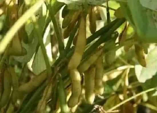 植物产地|乌克兰盛产什么农作物
