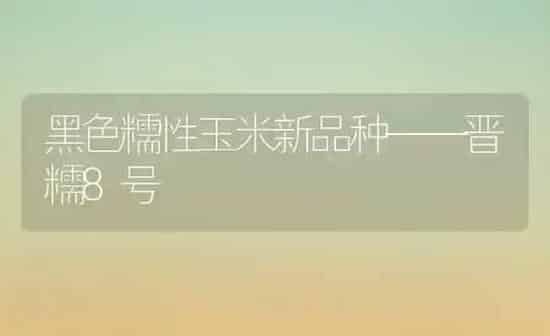 黑色糯性玉米新品种——晋糯8号 | 粮油作物种植