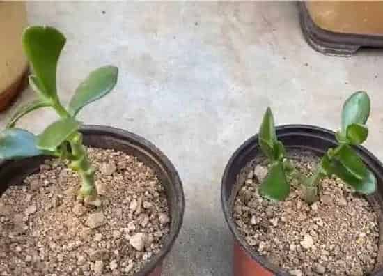 植物生根|玉树扦插多久生根