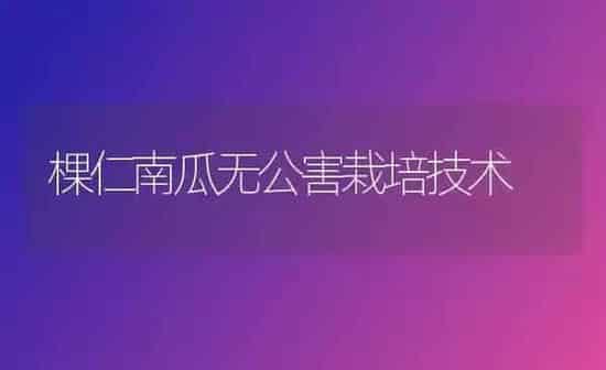 棵仁南瓜无公害栽培技术 | 蔬菜种植
