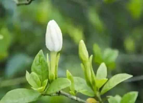 植物移栽|栀子花什么时候换盆合适