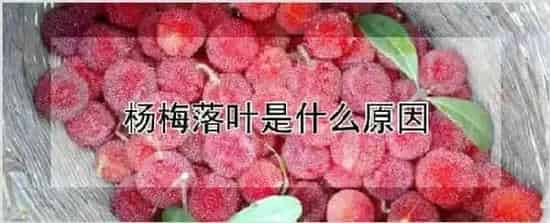 杨梅落叶是什么原因 | 自然知识