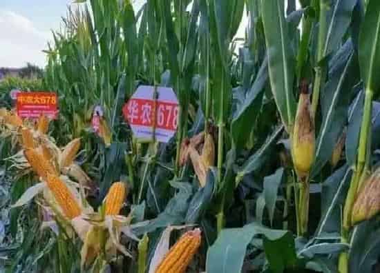 种子|中农大678玉米种子简介（品种审定公告，耐高温表现）