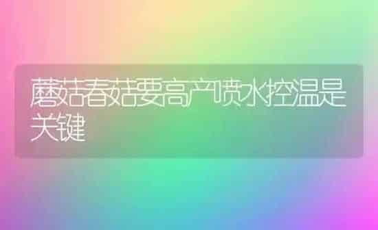 蘑菇春菇要高产喷水控温是关键 | 食用菌种植
