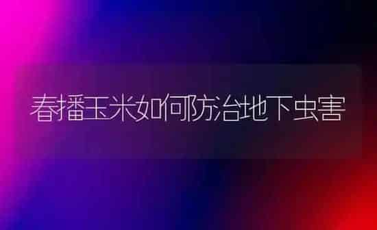 春播玉米如何防治地下虫害 | 粮油作物种植