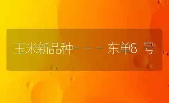 玉米新品种---东单8号 | 粮油作物种植