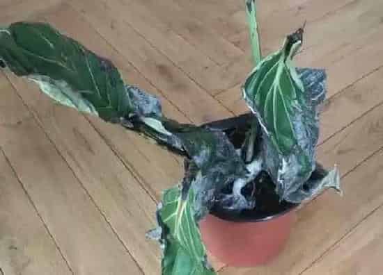 烂叶|宝莲灯烂叶子原因及处理方法