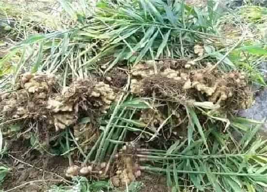 食用常识|姜发芽了可以吃吗