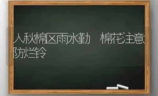入秋棉区雨水勤 棉花注意防烂铃 | 粮油作物种植