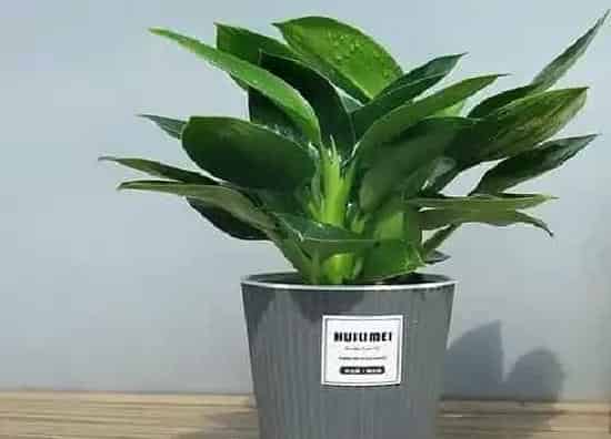 烂叶|绿钻植物烂叶子原因及处理方法