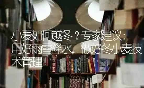 小麦如何越冬?专家建议:用好雨雪降水,做好冬小麦技术管理 | 粮油作物种植