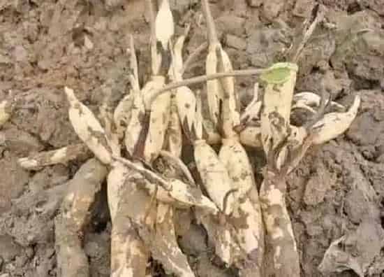 种植管理|藕是几月份种植合适