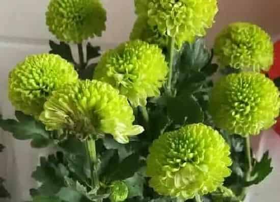 植物寓意|绿色菊花代表什么象征意义