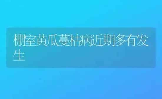 棚室黄瓜蔓枯病近期多有发生 | 蔬菜种植