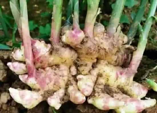 食用常识|姜发芽了可以吃吗