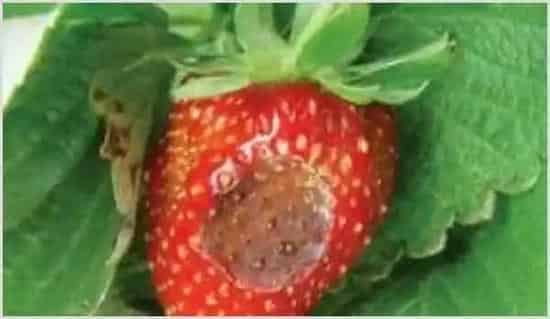 草莓炭疽病是什么 草莓炭疽病应该如何防治 | 种植病虫害