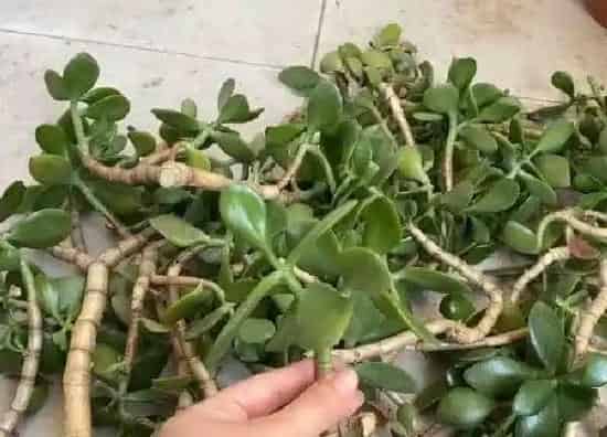 植物生根|玉树扦插多久生根