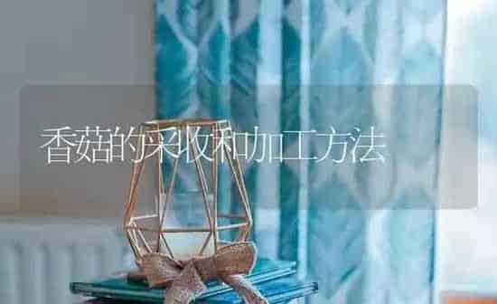 香菇的采收和加工方法 | 食用菌种植