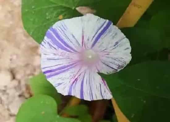 生长环境|牵牛花长在哪里