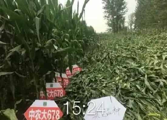 种子|中农大678玉米种子简介（品种审定公告，耐高温表现）