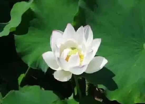 植物百科|莲花是什么形状