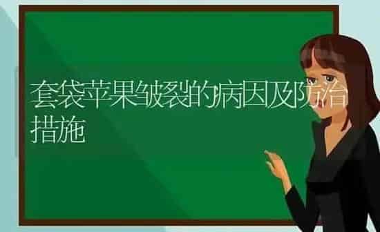 套袋苹果皱裂的病因及防治措施 | 瓜果种植
