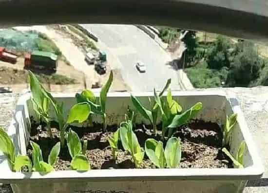 植物产地|乌克兰盛产什么农作物