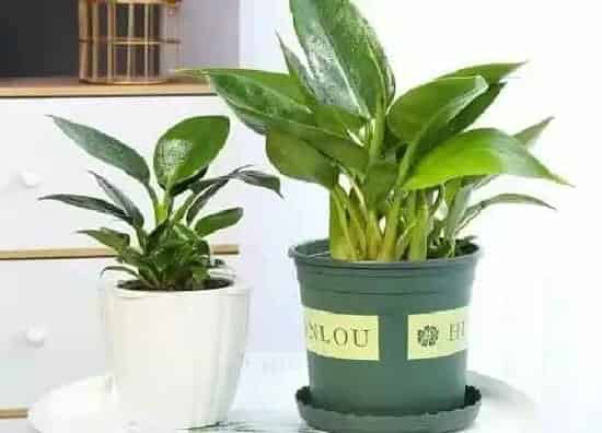 烂叶|绿钻植物烂叶子原因及处理方法