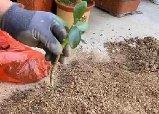 植物生根|玉树扦插多久生根