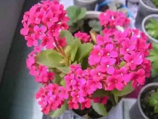 养殖科普|长寿花好养活吗 容易养活吗
