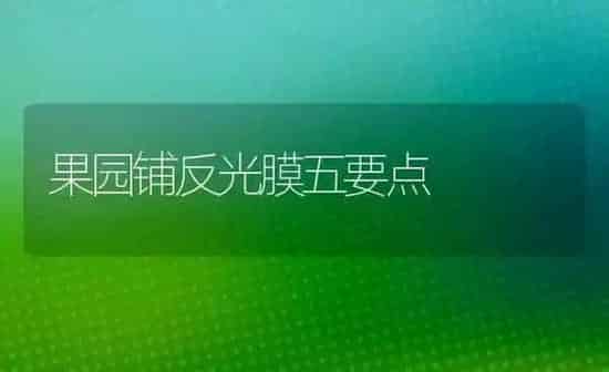 果园铺反光膜五要点 | 瓜果种植