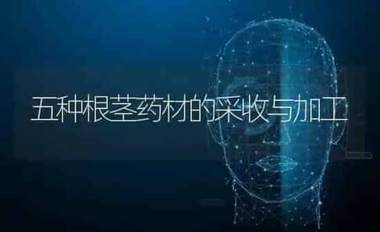 五种根茎药材的采收与加工 | 药材种植