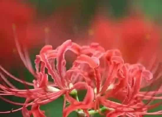 种植位置|曼珠沙华可以种在室内吗