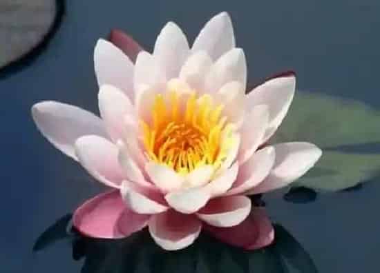 植物百科|莲花是什么形状