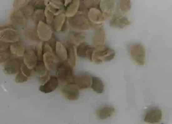 植物播种|番茄种子怎么来的