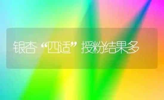 银杏“四适”授粉结果多 | 瓜果种植