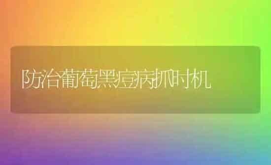防治葡萄黑痘病抓时机 | 瓜果种植