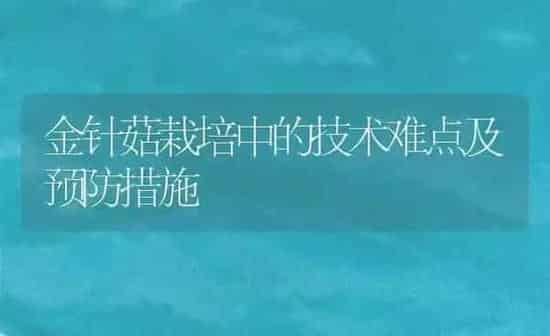 金针菇栽培中的技术难点及预防措施 | 食用菌种植