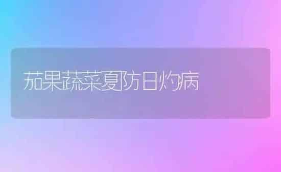 茄果蔬菜夏防日灼病 | 蔬菜种植